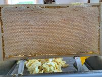 Honigwabe beim Ernten&copy;PanagiotisParaskevopoulos